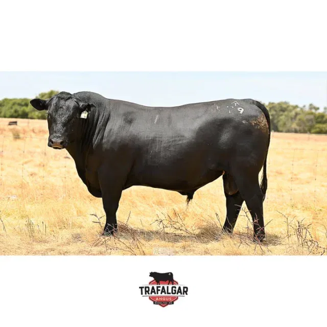 TRAFALGAR KLOONEY T9. Lot 88, WVM22T9. Going up for sale March 20th at the WA Supreme Bull sale. 

The EBV figures on this bull and the others up for sale are available on our website linked in our bio.