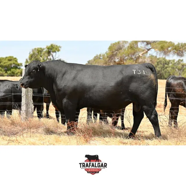 TRAFALGAR STERLING T31. Lot 91, WVM22T31. Going up for sale March 20th at the WA Supreme Bull sale. 

The EBV figures on this bull and the others up for sale are available on our website linked in our bio.