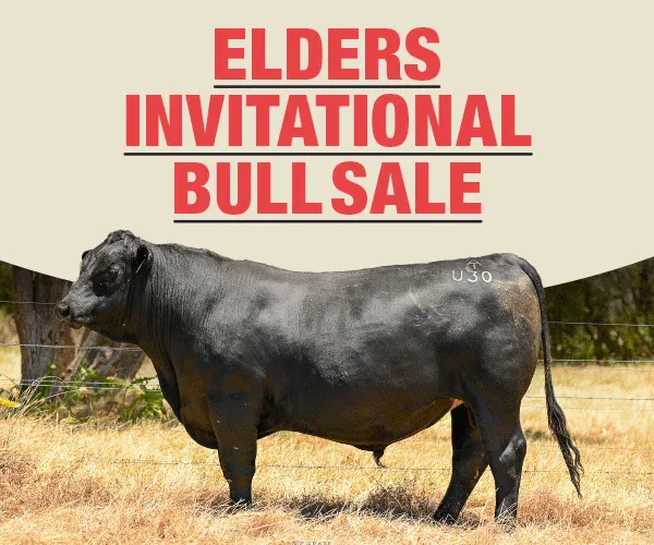 We have 7 bulls going up for sale at the WA Elders Invitational Bull & Female Sale on February 17th, 2025!

🔹 Trafalgar Phoenix U30 (AI) – Knockout numbers, top 5% across six indexes, low birth weight (2.7).
🔹 Trafalgar Stellar U31 (ET) – Standout ET son, excellent feet confirmation, high scores in calving ease, 90% semen motility.
🔹 Trafalgar Phoenix U55 (AI) – This bull is all about growth, top 5% for 200, 400, 600-day weight – ideal for mature cows.
🔹 Trafalgar Klooney U44 – From the Kojonup are breeding line, top 10% for milk, docility, and gestation length.
🔹 Trafalgar Klooney U48 – Possibly our best heifer bull, low birth weight (1.9), top 5% EMA, Retail Beef, docility.
🔹 Trafalgar Phoenix U56 (AI) – Index standout, top 5% across five indexes, excellent confirmation & growth.
🔹 Trafalgar Three Rivers U10 (AI) – Ellingson 3 Rivers son, top 5% 200, 400, 600-day growth – check latest updates!

📍 Location: WA Elders Invitational Bull & Female Sale on AuctionsPlus
📅 Date: Monday, February 17th, 2025
🔗 Full EBV figures available on our website: https://www.trafalgarangus.com/