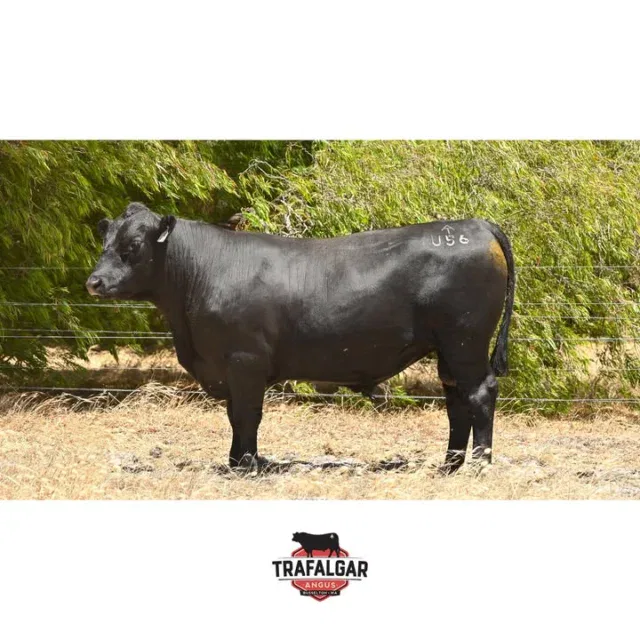 🔹 Trafalgar Phoenix U56 (AI) – Lot 59 – WVM23U56 (AI)
Going up for sale February 17th at the WA Elders Invitational Bull & Female Sale. 
If you like index numbers, this Trafalgar Phoenix son shoots the lights out, being in the top 5% across five indexes. With a relatively low birth weight, he has excellent confirmation (claw, feet, and leg angles) along with strong growth. His dam Q4 is an Aryvale ET cow with amazing feet and confirmation. Fully vaccinated, BVDV negative. 
EBV figures for this bull and others up for sale are available on our website: https://www.trafalgarangus.com/