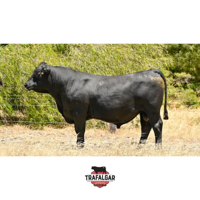🔹 Trafalgar Phoenix U55 (AI) – Lot 56 – WVM23U55 (AI)
Going up for sale February 17th at the WA Elders Invitational Bull & Female Sale.
Another son of Trafalgar Phoenix R44, his great dam Diamond Tree K83 has been a prolific provider of heifers over the years. All her offspring put significant weight into their calves. This bull is about growth, ranking in the top 5% for 200, 400, and 600-day figures, making him ideal over mature cows. Semen motility 80%, scrotal measure 44mm. Fully vaccinated, BVDV negative.
EBV figures for this bull and others up for sale are available on our website: https://www.trafalgarangus.com/