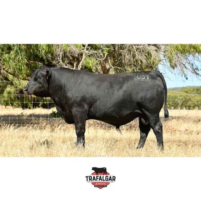 🔹 Trafalgar Stellar U31 (ET) – Lot 54 – WVM23U31 (ET)
Going up for sale February 17th at the WA Elders Invitational Bull & Female Sale.
A standout ET son from Sitz Stella and Coonamble great dam F205, this bull is well-muscled with excellent feet confirmation – claw set and foot angle. Gestation length in top 5%, along with high scores in calving ease. Semen motility 90%. A genetic set to produce no-fuss calving. Fully vaccinated, BVDV negative.
EBV figures for this bull and others up for sale are available on our website: https://www.trafalgarangus.com/