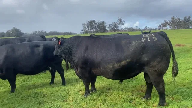 Met a legend Paratrooper P15 LIVE.
I was lucky to meet him in the flesh and explained we have a number of his Grandsons breed at Trafalgar Angus. Many thanks to Arkle Angus for this special introduction