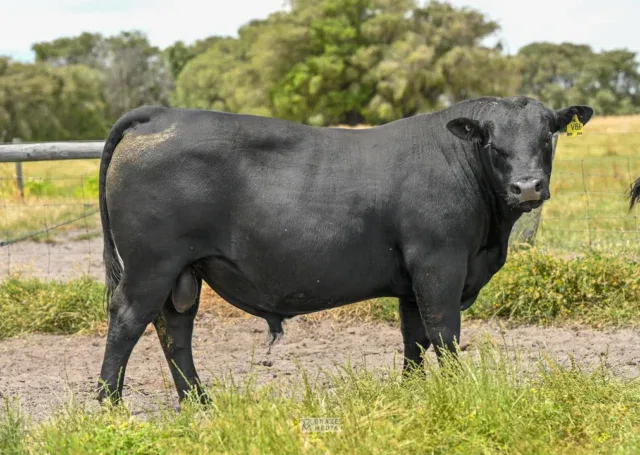 V86 Rocketman Son 18th Feb Sale