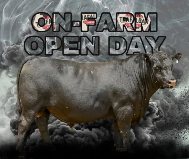 Trafalgar Angus On-farm Open Day

Join us on Wednesday 11 February from noon at Trafalgar Angus for a relaxed on-farm open day. Take the opportunity to inspect 14 Angus bulls ahead of sale day, ask questions, talk about genetics and enjoy seeing the cattle in their working environment.

Stay on for lunch and good company, everyone is welcome.

573 Wildwood Road, Carbunup River, just north of Cowaramup.
