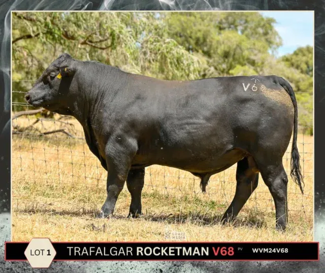 Lot1 . Trafalgar Rocketman
Leading the draft is this grandson of Paratrooper and he is all about growth and carcass. He shows explosive growth wt for age, strong muscle and standout carcase data yet still has a moderate birth weight for calving ease and confidence. A high performance bull built for modern beef markets
#AngusBulls #BeefCattle #BeefProducers #AustralianBeef #WACattle