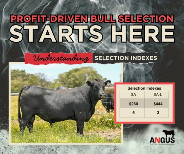 Understanding EBV's
At Trafalgar Angus, we encourage clients to use Angus Australia selection indexes to compare bulls. Indexes combine key traits like growth, fertility, carcase and efficiency into a single figure, expressed as a dollar value, showing expected profitability per cow joined. Each index suits a specific production system, so a bull may rank differently depending on the goal. Use indexes alongside structural soundness, temperament and environment to make balanced, confident breeding decisions, and we’re always happy to help interpret the numbers.  

 $A & $A-L

The Angus Breeding Index ($A) and Angus Breeding Low Feed Cost Index ($A-L) estimate genetic differences in net profitability per cow joined in a typical commercial, self-replacing herd. Both focus on improving whole-of-herd profitability with daughters retained for breeding, making female traits important. The $A index suits systems where pasture is fully utilised and aims to maintain mature cow weight, while the $A-L index is designed for lower-cost or surplus feed systems and allows for increased mature cow weight.
#angusbullsale,#bullsforsale