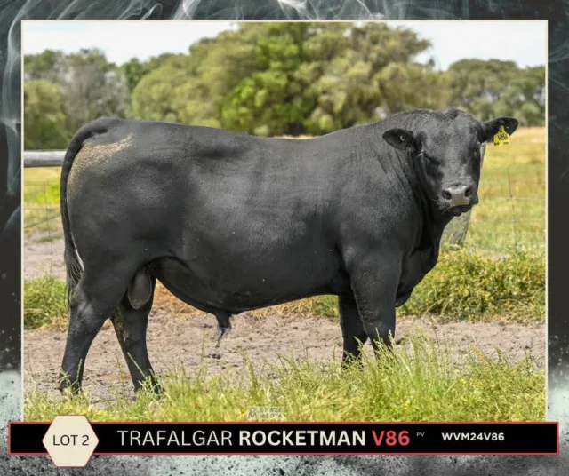 LOT 2: Trafalgar Rocketman V86, is a genuine ‘heifer-bull with horsepower’ option by Millah Murrah Rocket Man, offering calving ease without giving up performance. V86 carries the length, softness and surprising growth that make Rocket Man progeny so valuable. A safe, versatile young sire with plenty of upside.
#angusbulls,#bullsale