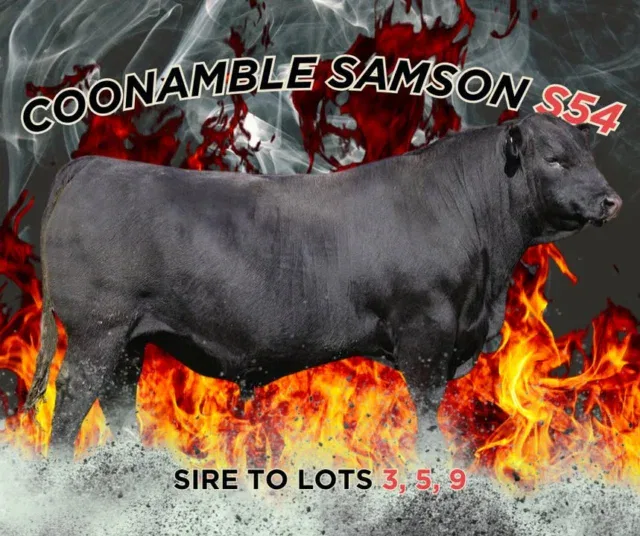 Coonamble Samson’s S54 pedigree is built on leading bloodlines, combining the influence of Baldridge Bronc, Coonamble Elevator E11 and Coonamble Hector H249, with strong maternal backing and trusted Angus genetics. He was used extensively in Trafalgar’s ET and AI programs, underlining his value in advancing structure and performance in progeny. Trafalgar Angus is one of the first studs to use Samson.

From a figures perspective, Samson offers an excellent blend of traits with notable growth figures, while also ranking well for structural soundness, including Claw Set and Foot Angle EBVs in the top percentiles, traits that are key for longevity and ease of management in progeny.

Bulls sired by Coonamble Samson S54 are respected for their balanced performance, solid frame, strong growth, and functional structural traits, making them valuable additions to both stud and commercial herds.

Lot 3, 5, and 9 carry the influence of this proven sire, offering buyers genetics backed by performance history and strong breed benchmarks.
#AngusBeef,#angusbulls,#AngusBullSale