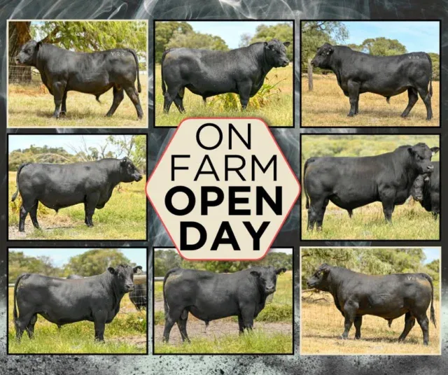 Open DAY this Wednesday the 11th

Trafalgar Angus On-Farm Open Day is this Wednesday 11 February, 12 PM - onwards, 573 Wildwood Road, Carbunup River (Cowaramup)

If you’re thinking about upgrading your genetics this year, tomorrow’s the perfect chance to see the Trafalgar sale draft in the flesh ahead of sale day.

These bulls have been bred with the commercial producer front of mind - functional, performance-driven cattle that work in real conditions and deliver where it counts. It’s a draft designed to give producers a genuine return on investment, with the kind of structure, growth and doing ability that adds weight and value to your calf crop. We have a commitment to improving the herd each year with 30 plus Embro Transfers (ET).

Trafalgar focuses on practical, profitable Angus genetics, cattle that don’t just look the part, but go out and do a job. The result is a line-up that offers real value for money through longevity, performance and reliability.

We’d love to see you there.