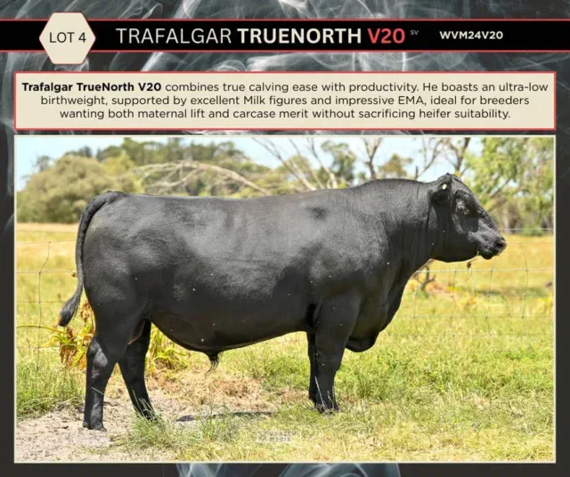 V20 True North Son
This knockout bull has been turning heads, and it’s easy to see why. Trafalgar TrueNorth V20 combines a powerful, balanced phenotype with the kind of impressive EBV profile that ticks the boxes for real-world performance. He offers the blend of growth, structure and carcase merit that commercial producers are chasing, backed by the eye appeal and presence that stand out in the paddock.

Strong topped, deep bodied and sound on his feet and legs, he’s the type of bull that looks the part and has the data to match.

Come have a look for yourself, study the draft, and see why V20 is attracting so much attention ahead of sale day.