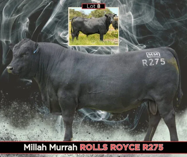 Angus Breeders  The Trafalgar Angus Bull Sale is almost here. 
Sale day: Wednesday 18 February, 11 AM AWST
573 Wildwood Rd, Carbunup River (just north of Cowaramup)

These bulls have been bred with commercial profitability, structure, and temperament front of mind, the kind that get out, work hard, and add real value to your herd.
Power, presence, performance… and a line-up that’s consistent from start to finish.
Walk through the draft, find the bulls that suit your program, and buy with confidence knowing exactly what you’re investing in.
Mark the dates. Make the trip. See them for yourself.