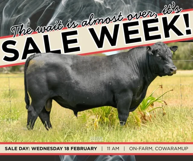It’s officially sale week at Trafalgar Angus, and we couldn’t be more excited to present a powerful draft of 14 rising two-year-old bulls.We will see you on Wednesday from 9 AM for inspections, sale starts at 11 AM. If you can't make it on the day, the sale is also interfaced with Auctions Plus.