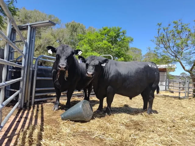 What a day! Our bull sale on Wednesday was a tremendous success, with a full clearance and an average price of just over $7,200. Thank you to all our loyal clients, your ongoing support means the world to us. To the new faces, welcome, and we look forward to building strong relationships with you!

A big thank you to the underbidders and agents in particular Ben McColm- ELDERS  for your efforts in making this day a success. And most of all, thank you to everyone who places their trust in our genetics to enhance your operation. We’re grateful for each and every one of you.