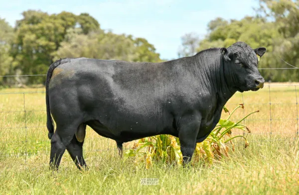 Trafalgar Angus