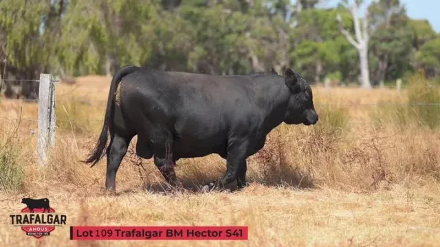 Trafalgar BM HECTOR S41 (Natural): Lot 109, WVM21S41. Going up for sale March 22nd at the Brunswick Supreme Bull sale.

The EBV figures on this bull and the others up for sale are available on our website linked in our bio.