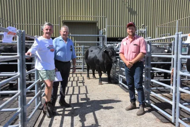 We had the Brunswick Supreme bull sale on the 22nd of March and we're pleased to report we sold 7 of the 9 bulls we had on offer. We then sold one more after the sale! 

We're very happy with the outcome though it was sad to see the boys heading off to their new families.

More to come soon.