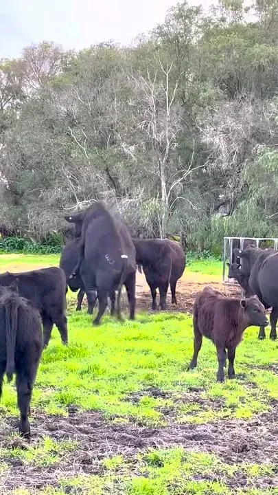 Trafalgar Angus cows starting to be on heat before inseminating the next day!
Everyone's a girlfriend this time of the month...