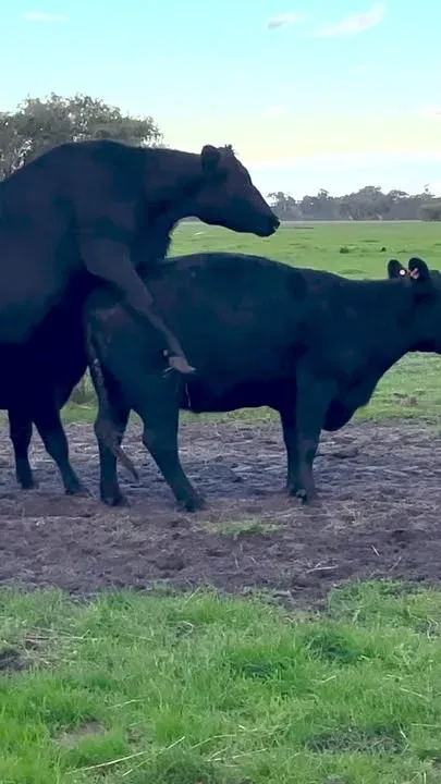 Cow hormones through the roof before insemination the next day at Trafalgar Angus.