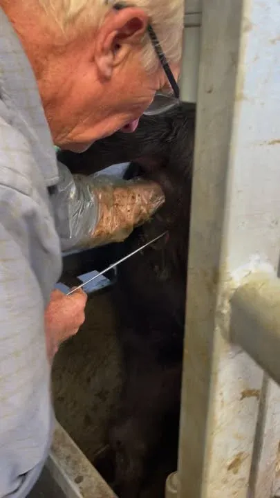 Artificial insemination- putting quality genetics into our stud cows at Trafalgar Angus!