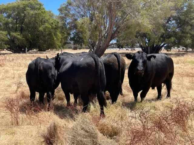 Trafalgar Angus is back online for 2024! We’re excited to be gearing up again for this year's Supreme Bull Sale. Stay tuned to this page for updates and information on the sale and this year’s bulls. 

Pictured:
The 2024 bulls enjoying a nice Christmas dinner 😁