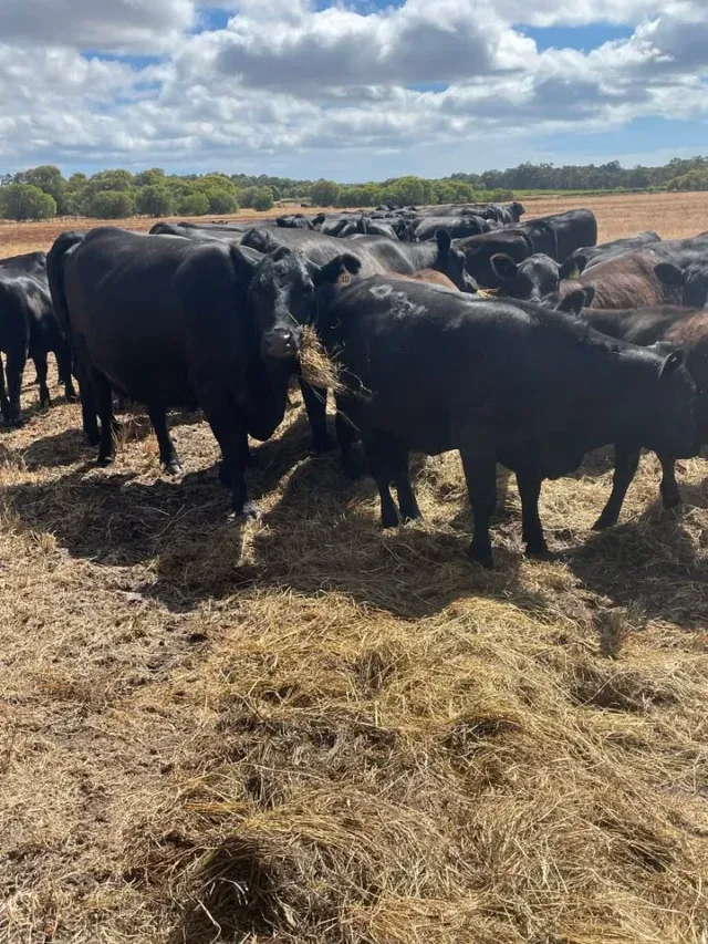 Photos from new years day! Happy new year from Trafalgar Angus
There's nothing like a roll of silage 
It's very hot here in Busselton WA...