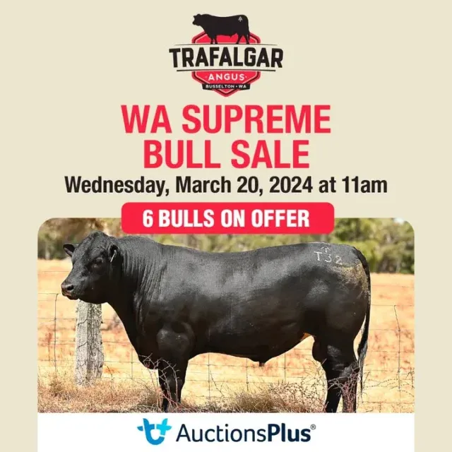 This week we'll be introducing the 6 bulls going up for sale on March 20th at the WA Supreme Bull Sale! Keep your eyes peeled 👀