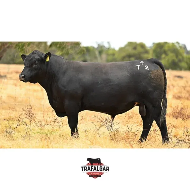 TRAFALGAR JUNIOR T2 (ET). Lot 87, WVM22T2. Going up for sale March 20th at the WA Supreme Bull sale. 

The EBV figures on this bull and the others up for sale are available on our website linked in our bio.