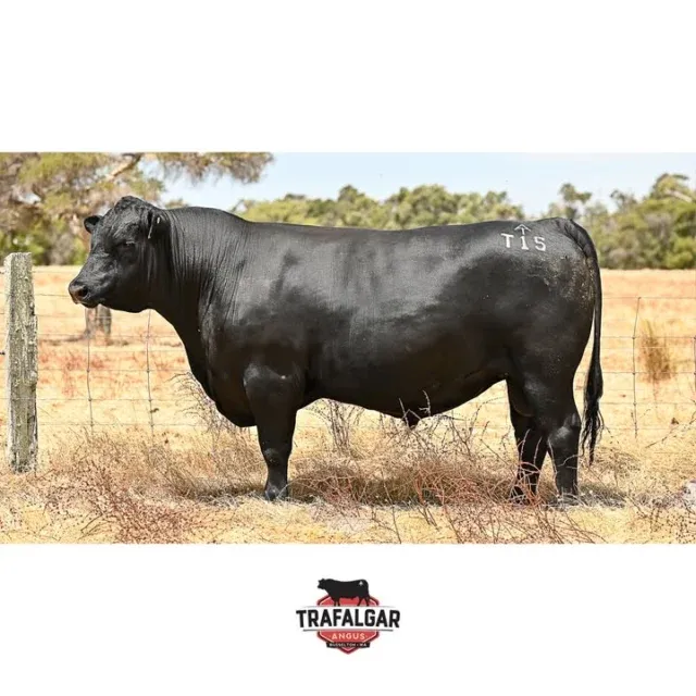 TRAFALGAR INVESTMENT T15 (AI). Lot 89, WVM22T15. Going up for sale March 20th at the WA Supreme Bull sale. 

The EBV figures on this bull and the others up for sale are available on our website linked in our bio.