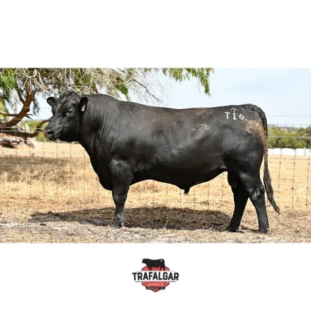 TRAFALGAR STERLING T16. Lot 90, WVM22T16. Going up for sale March 20th at the WA Supreme Bull sale. 

The EBV figures on this bull and the others up for sale are available on our website linked in our bio.