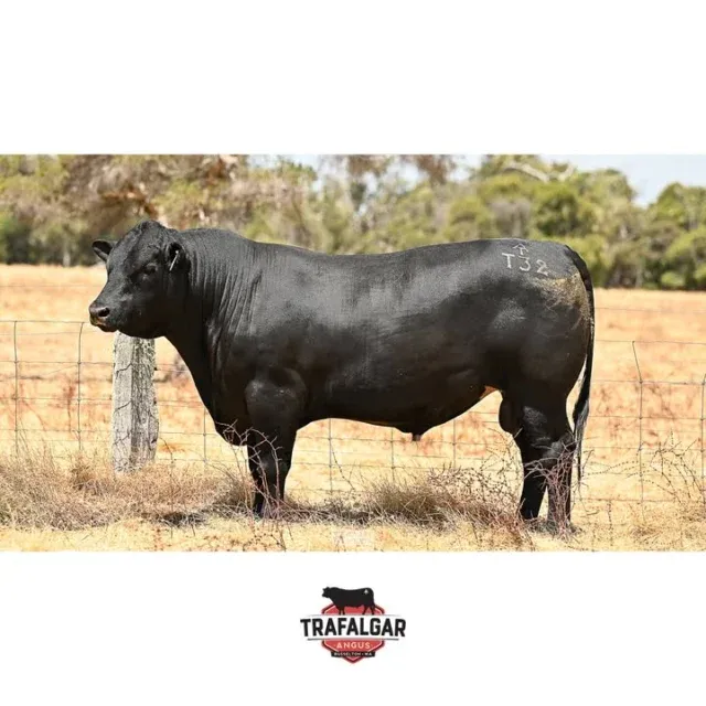 TRAFALGAR QUARTERBACK T32 (AI). Lot 92, WVM22T32. Going up for sale March 20th at the WA Supreme Bull sale. 

The EBV figures on this bull and the others up for sale are available on our website linked in our bio.
