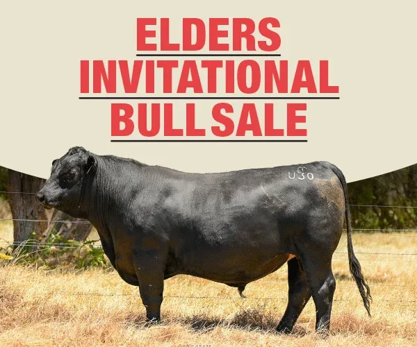 We have 7 bulls going up for sale at the WA Elders Invitational Bull & Female Sale on February 17th, 2025!

🔹 Trafalgar Phoenix U30 (AI) – Knockout numbers, top 5% across six indexes, low birth weight (2.7).
🔹 Trafalgar Stellar U31 (ET) – Standout ET son, excellent feet confirmation, high scores in calving ease, 90% semen motility.
🔹 Trafalgar Phoenix U55 (AI) – This bull is all about growth, top 5% for 200, 400, 600-day weight – ideal for mature cows.
🔹 Trafalgar Klooney U44 – From the Kojonup are breeding line, top 10% for milk, docility, and gestation length.
🔹 Trafalgar Klooney U48 – Possibly our best heifer bull, low birth weight (1.9), top 5% EMA, Retail Beef, docility.
🔹 Trafalgar Phoenix U56 (AI) – Index standout, top 5% across five indexes, excellent confirmation & growth.
🔹 Trafalgar Three Rivers U10 (AI) – Ellingson 3 Rivers son, top 5% 200, 400, 600-day growth – check latest updates!

📍 Location: WA Elders Invitational Bull & Female Sale on AuctionsPlus
📅 Date: Monday, February 17th, 2025
🔗 Full EBV figures available on our website: https://www.trafalgarangus.com/