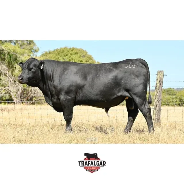 🔹 Trafalgar Three Rivers U10 (AI) – Lot 52 – WVM23U10 (AI)
Going up for sale February 17th at the WA Elders Invitational Bull & Female Sale. 
This Ellingson 3 Rivers son boasts excellent growth numbers. While not the most flattering image in early December, he has since developed into a different shape – see the latest news on our website. He ranks in the top 5% for 200, 400, and 600-day growth. All bulls have been vaccinated (BVDV negative) 7-in-1, and have been semen tested – 90% motility. 
EBV figures for this bull and others up for sale are available on our website: https://www.trafalgarangus.com/