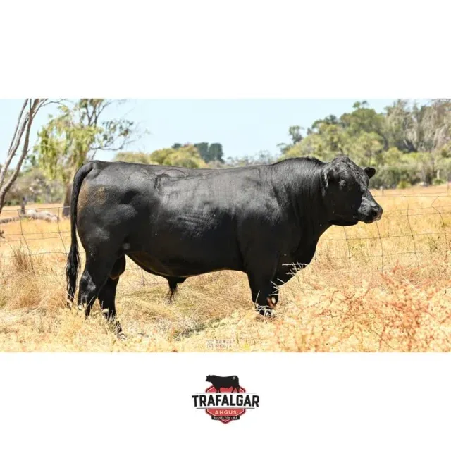 🔹 Trafalgar Klooney U48 – Lot 58 – WVM23U48
Going up for sale February 17th at the WA Elders Invitational Bull & Female Sale.
Possibly our best heifer bull, this Millah Murrah Klooney grandson has a low birth weight of 1.9. He has excellent temperament and ranks in the top 5% for EMA, Retail Beef, and docility. Semen motility 90%. Fully vaccinated, BVDV negative.
EBV figures for this bull and others up for sale on are available on our website: https://www.trafalgarangus.com/
