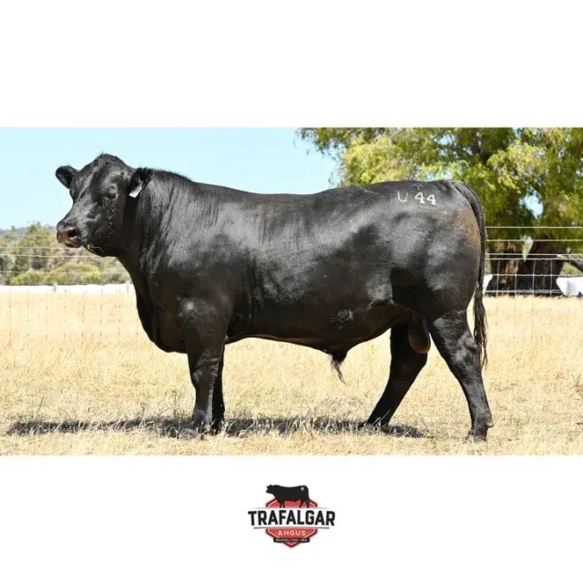 🔹 Trafalgar Klooney U44 – Lot 57 – WVM23U44
Going up for sale February 17th at the WA Elders Invitational Bull & Female Sale.
This young bull’s breeding stems from the Kojonup area, sired by Cherylton Klooney, who has consistently contributed to our stud, and an Ardcairnie dam F103. He ranks in the top 10% for milk, docility, and gestation length. Semen motility 90%, scrotal measure 44mm. Fully vaccinated, BVDV negative.
EBV figures for this bull and others up for sale are available on our website: https://www.trafalgarangus.com/