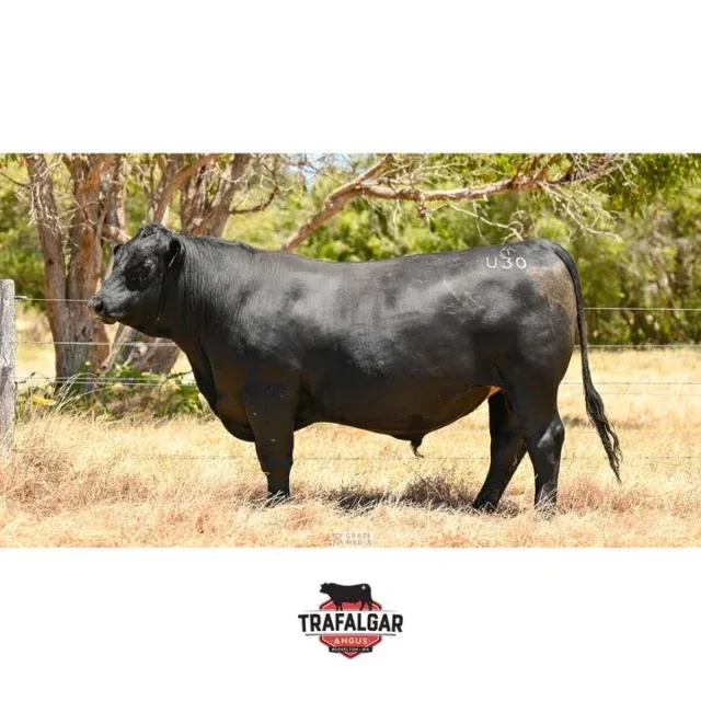 🔹 Trafalgar Phoenix U30 (AI) – Lot 53 – WVM23U30 (AI)
Going up for sale February 17th at the WA Elders Invitational Bull & Female Sale.
Trafalgar U30 is an AI son of our star bull Trafalgar Phoenix R44, which sold to eastern states interests in 2022. Like R44, he has a knockout set of numbers with six indexes in the top 5%, in particular growth, yet passes on a relatively low birth weight of 2.7. Semen motility 85%, fully vaccinated, BVDV negative. One of our best-presenting bulls this year with plenty of shape to him.
EBV figures for this bull and others up for sale are available on our website: https://www.trafalgarangus.com/