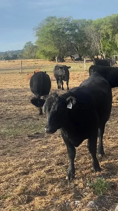 A very sleepless night. These young ladies had their first night away from their mums!
