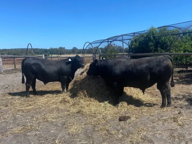 Our sires on their best behaviour for the on farm inspection today!