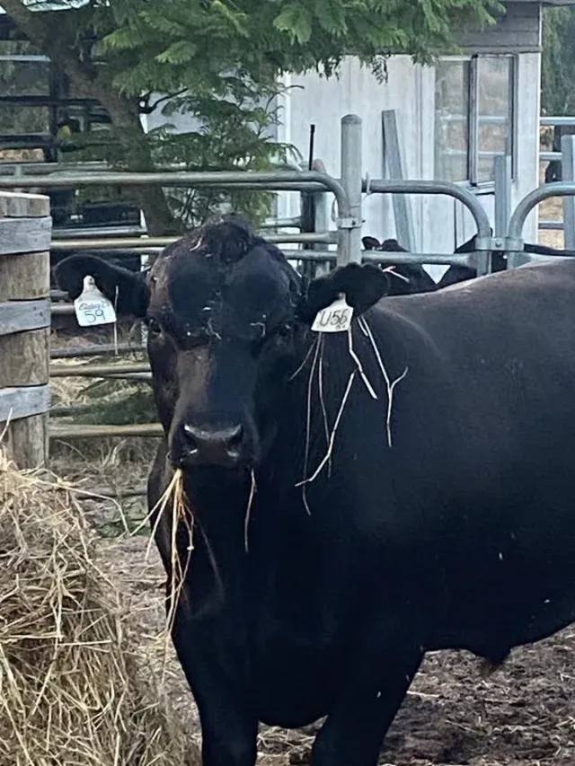 Enjoying one last Sunday breakfast before heading to a new home on Monday!