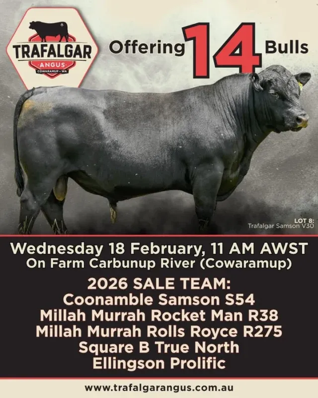 February 18th 2026  on Farm BULL SALE