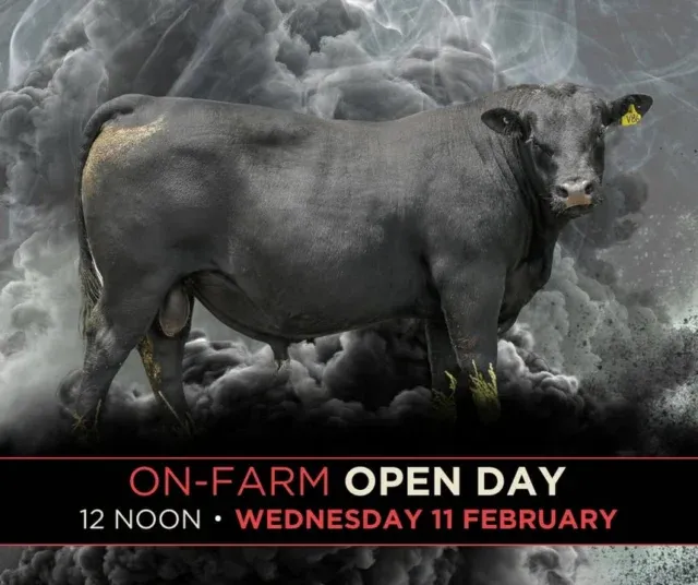 On Farm Open Day - 1 week before the sale