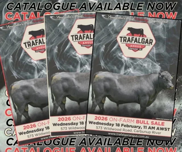 OurTrafalgar Angus Bull Sale catalogue is officially LIVE!
Jump online now to view the full draft 👉 www.trafalgarangus.com
Prefer a hard-copy, please reach out by sending a DM.