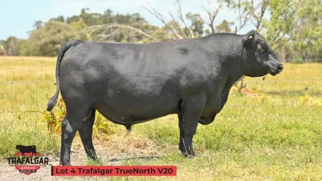 Trafalgar Angus Lot 4 True North son a low birth weight bull yet plenty of size