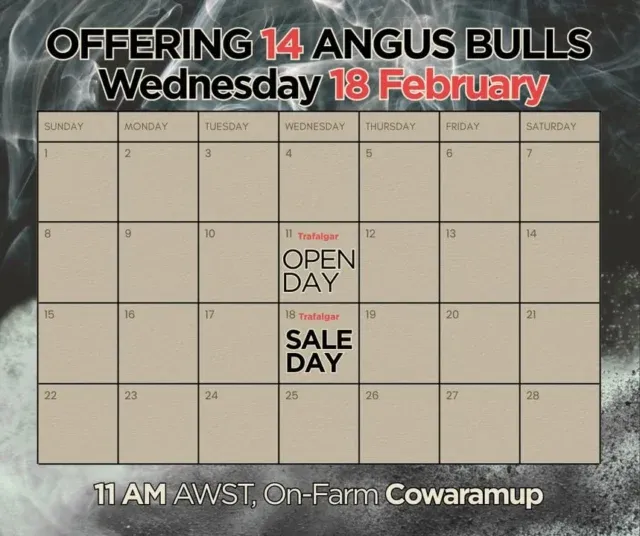 Sale day is coming! Join us at Trafalgar Angus in Cowaramup on Wednesday 18 February for our Annual bull sale, featuring 14 powerful bulls ready to go to work, and don’t forget to come along to our on-farm open day the week before on Wednesday 11 February to inspect them up close before the big day!
#BullSale #AngusBulls #AustralianAngus #StudCattle #WACattle
