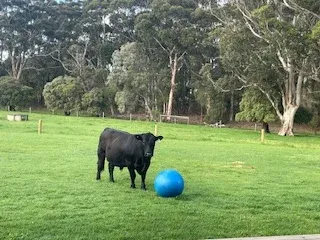 All Trafalgar Angus Bulls undergo extensive core programs to enhance their durability just like this young fella
#Angusbulls,#angusbeef,#angusaustralia