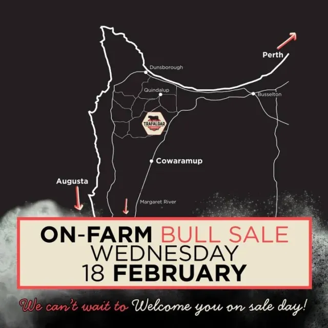 Australia's Most Western Angus Stud -    Trafalgar Angus
The Trafalgar Angus 2026 On-Farm Bull Sale will be held at 573 Wildwood Road, Carbunup River (just north of Cowaramup) on Wednesday, 18 February, with the sale commencing at 11:00 am AWST.  
#angusbulls,#bullsforsale,#elders,#landmark